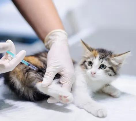 cat getting a vaccination